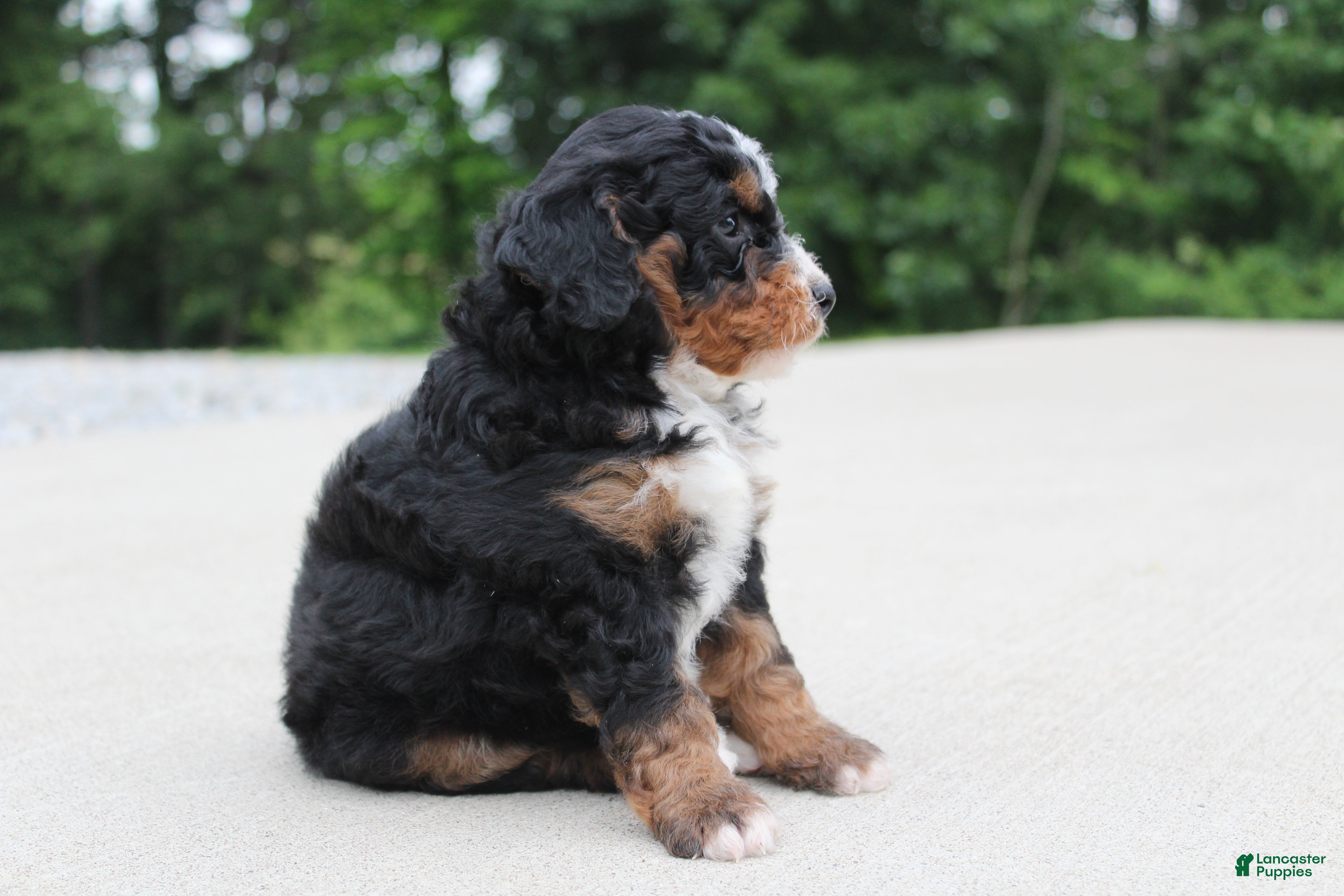 Mini Bernedoodle dogs Ranger  - Ad 2