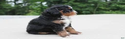 Mini Bernedoodle dogs for sale: Ranger  - Ad 3