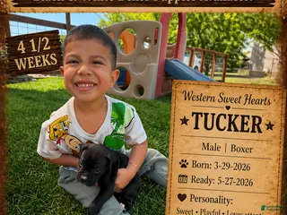 Boxer dogs for sale: Tucker- Male - Ad 1