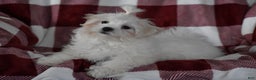 Maltese dogs for sale: Finley - Ad 8