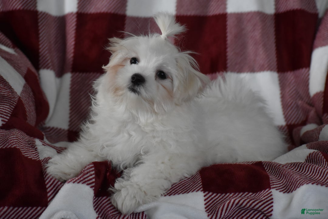 Maltese dogs for sale: Finley - Ad 8