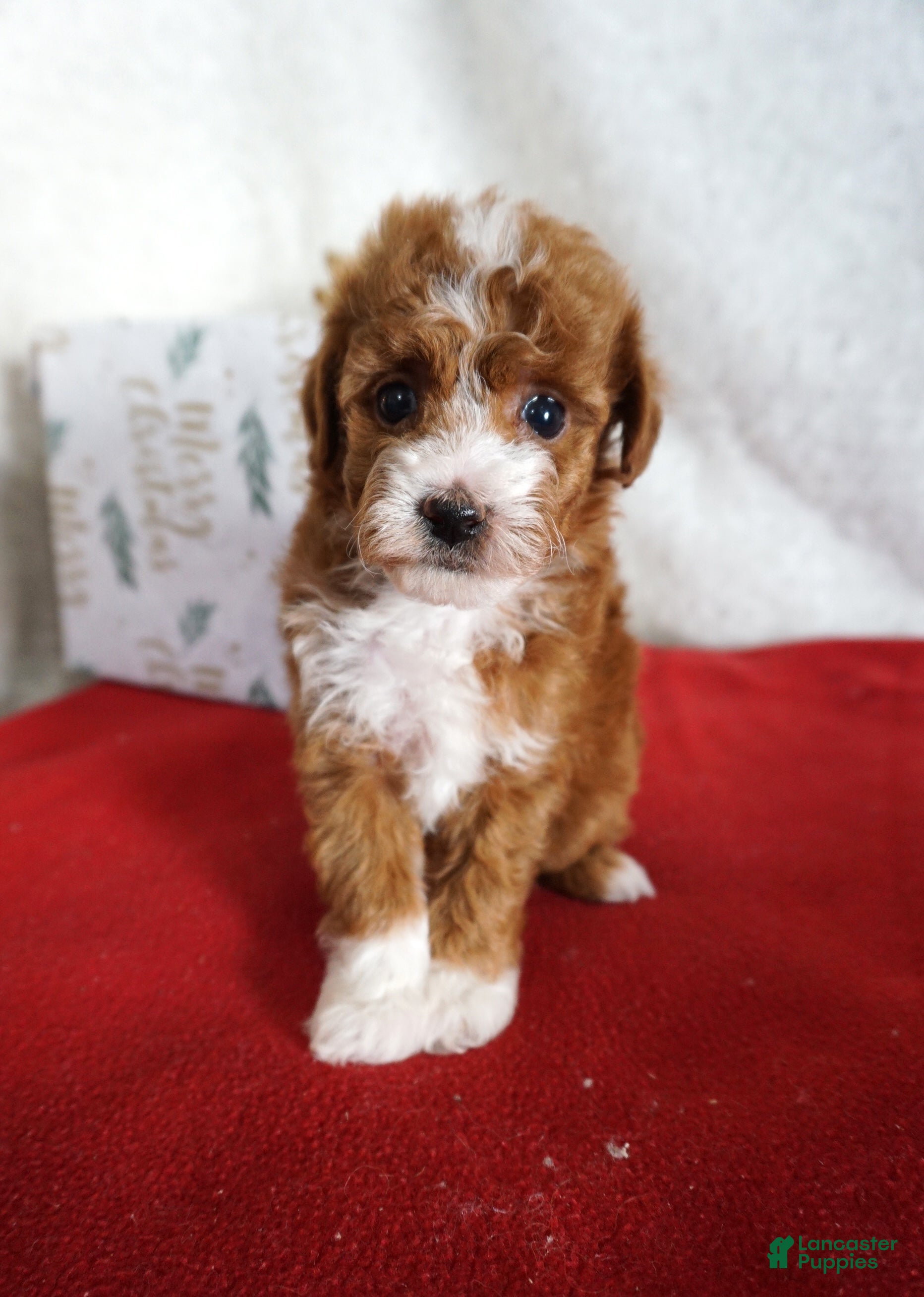 Toy Poodle dogs Fancy - Ad 35