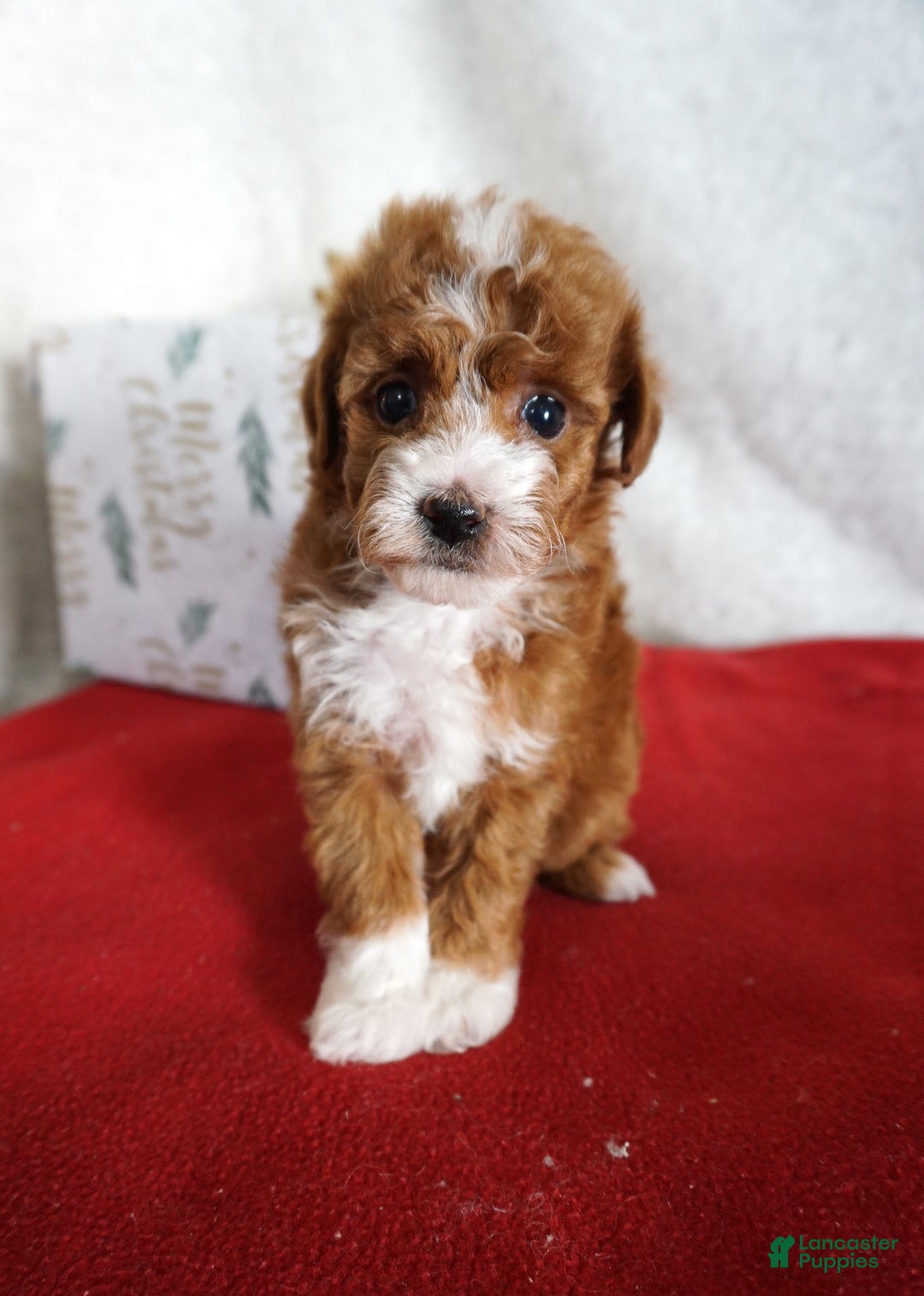 Toy Poodle dogs for sale: Fancy - Ad 1