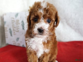 Toy Poodle dogs Fancy - Ad 40