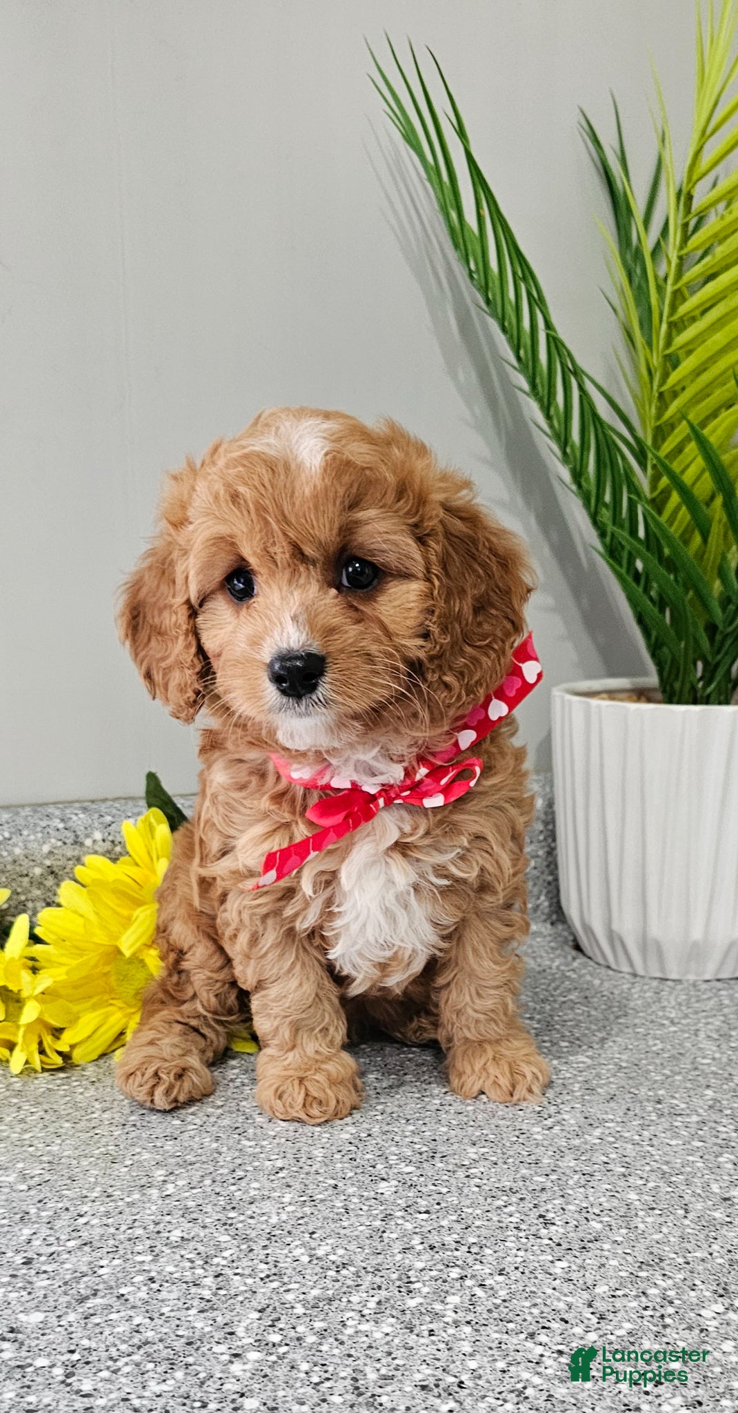 Cavapoo dogs  Charming Chase♥️ - Ad 1