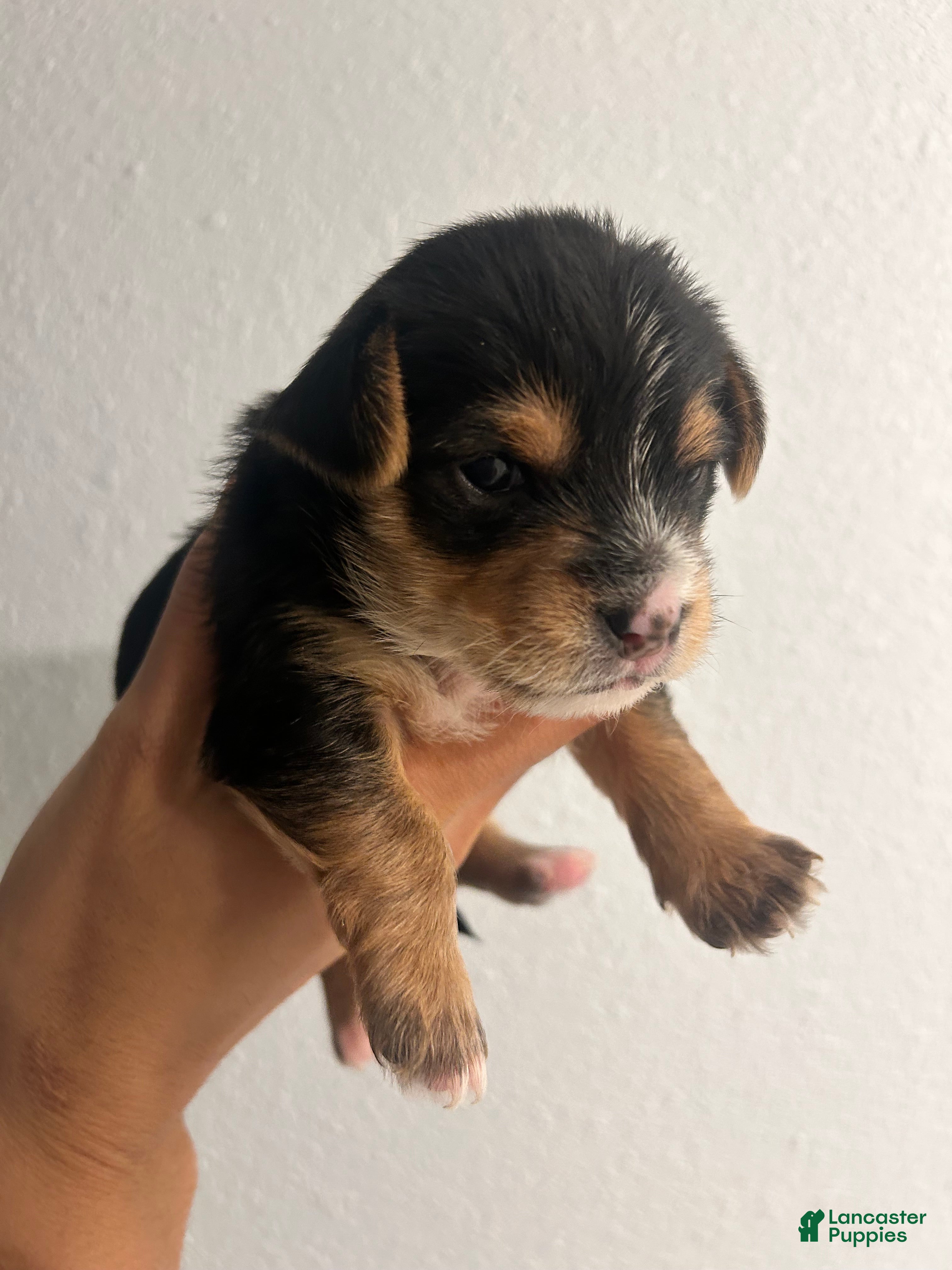 Chorkie dogs Chorkie Puppy 2 - Ad 2