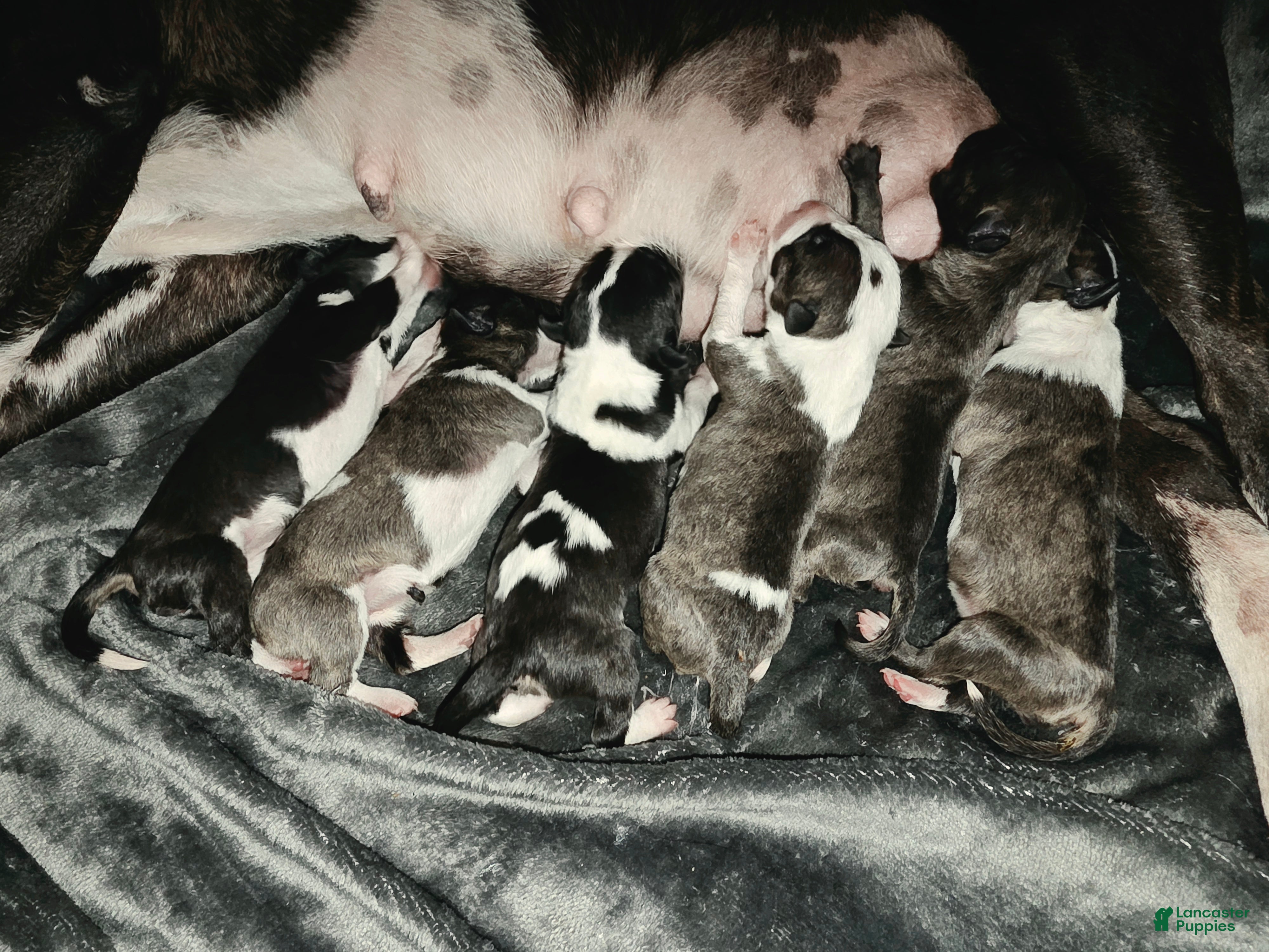 Miniature Bull Terrier dogs Miniature Bull Terrier 1 - Ad 3