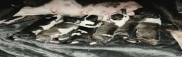 Miniature Bull Terrier dogs for sale: Miniature Bull Terrier 1 - Ad 1