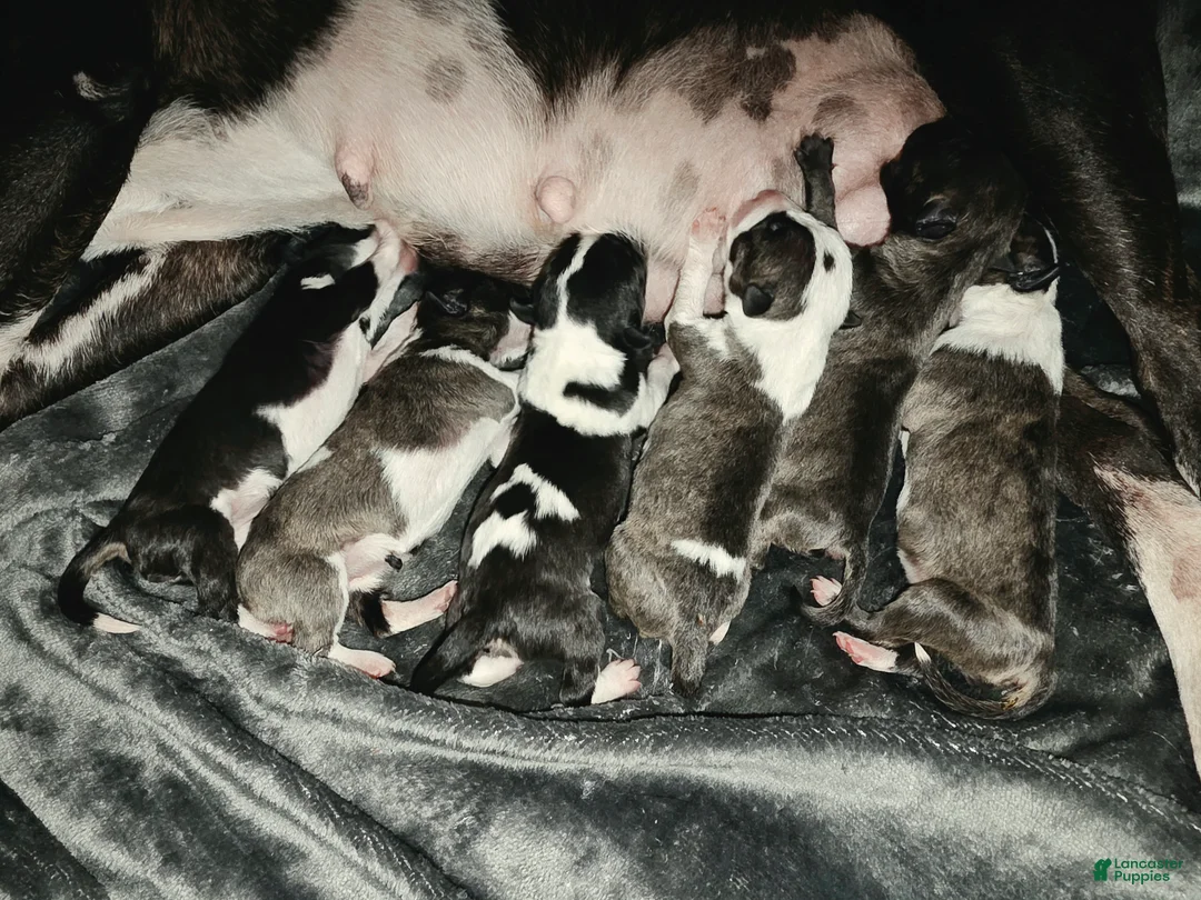 Miniature Bull Terrier dogs for sale: Miniature Bull Terrier 1 - Ad 1
