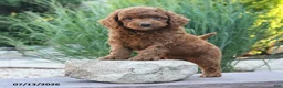 Miniature Poodle dogs for sale: Hero - Ad 3