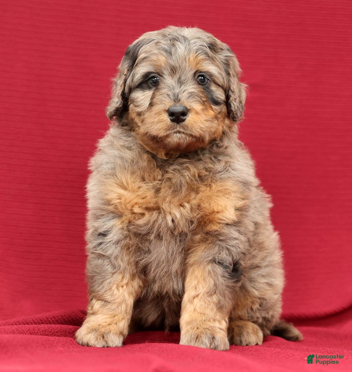 Mini Bernedoodle dogs Ace - Ad 32