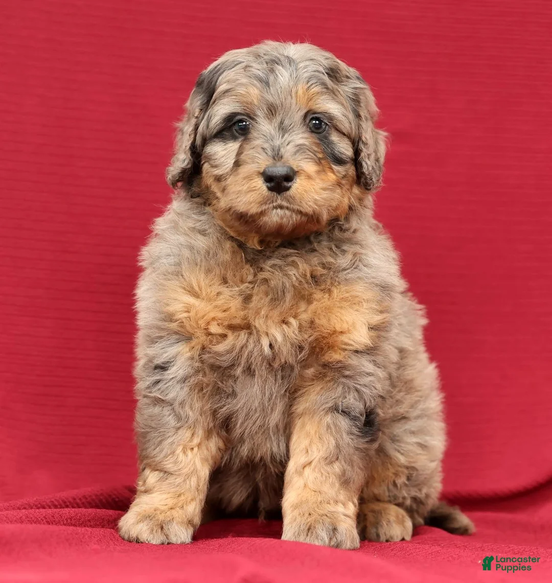 Mini Bernedoodle dogs for sale: Ace - Ad 1