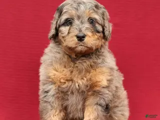 Mini Bernedoodle dogs Ace - Ad 32