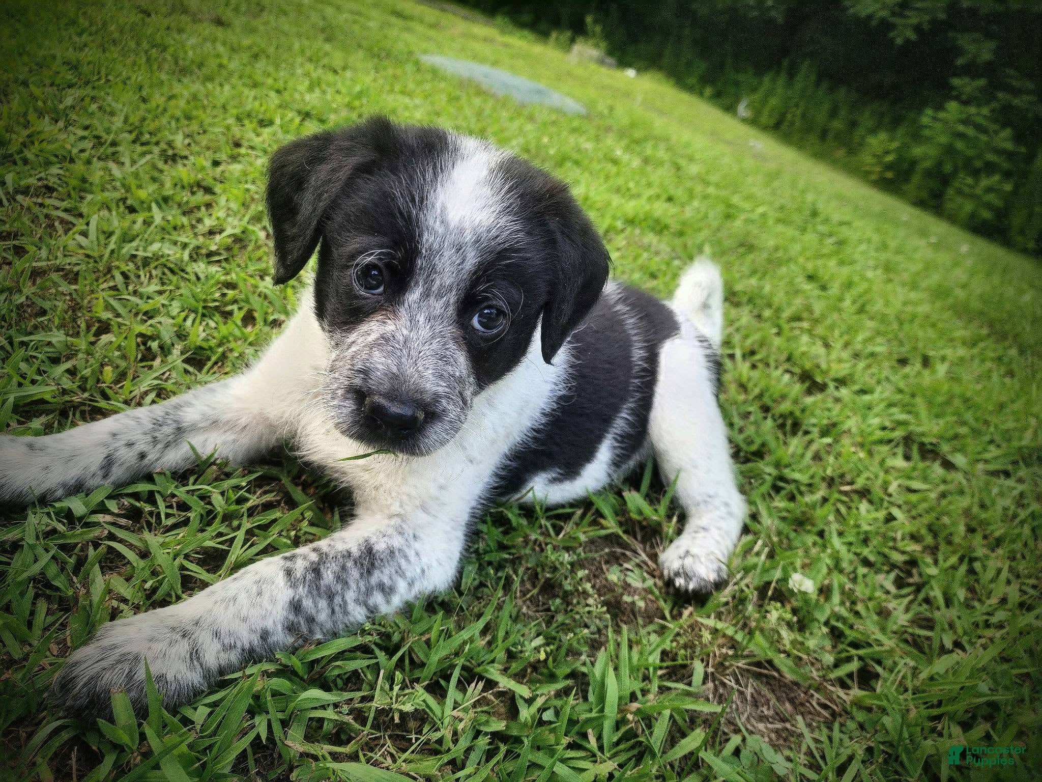 Mixed Breed dogs Hazel - Ad 19