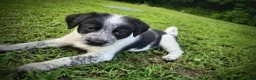 Mixed Breed dogs for sale: Hazel - Ad 1