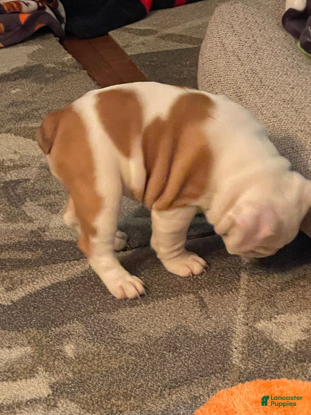 English Bulldog dogs for sale: English Bulldog Puppy 5 - Ad 36