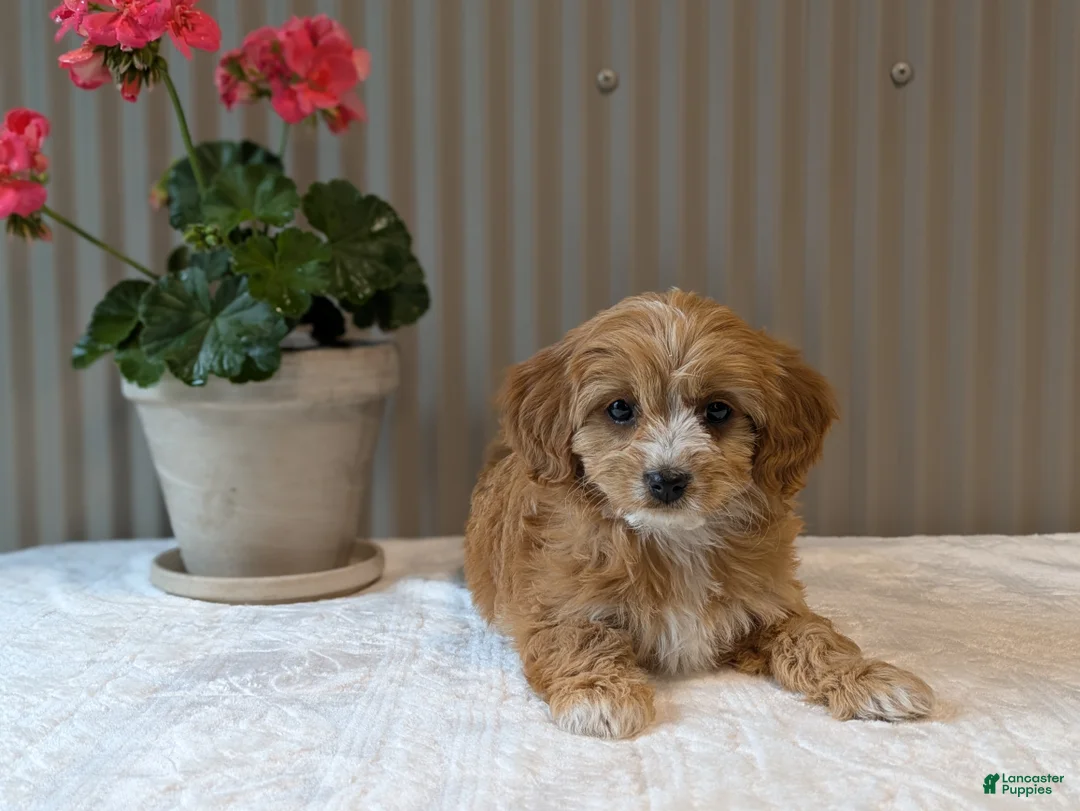 Cavapoo dogs for sale: Cavapoo Puppy 1 - Ad 1
