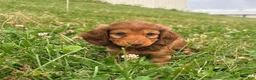 Miniature Dachshund dogs for sale: Lady - Ad 3