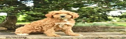 Goldendoodle dogs for sale: Monty - Ad 3