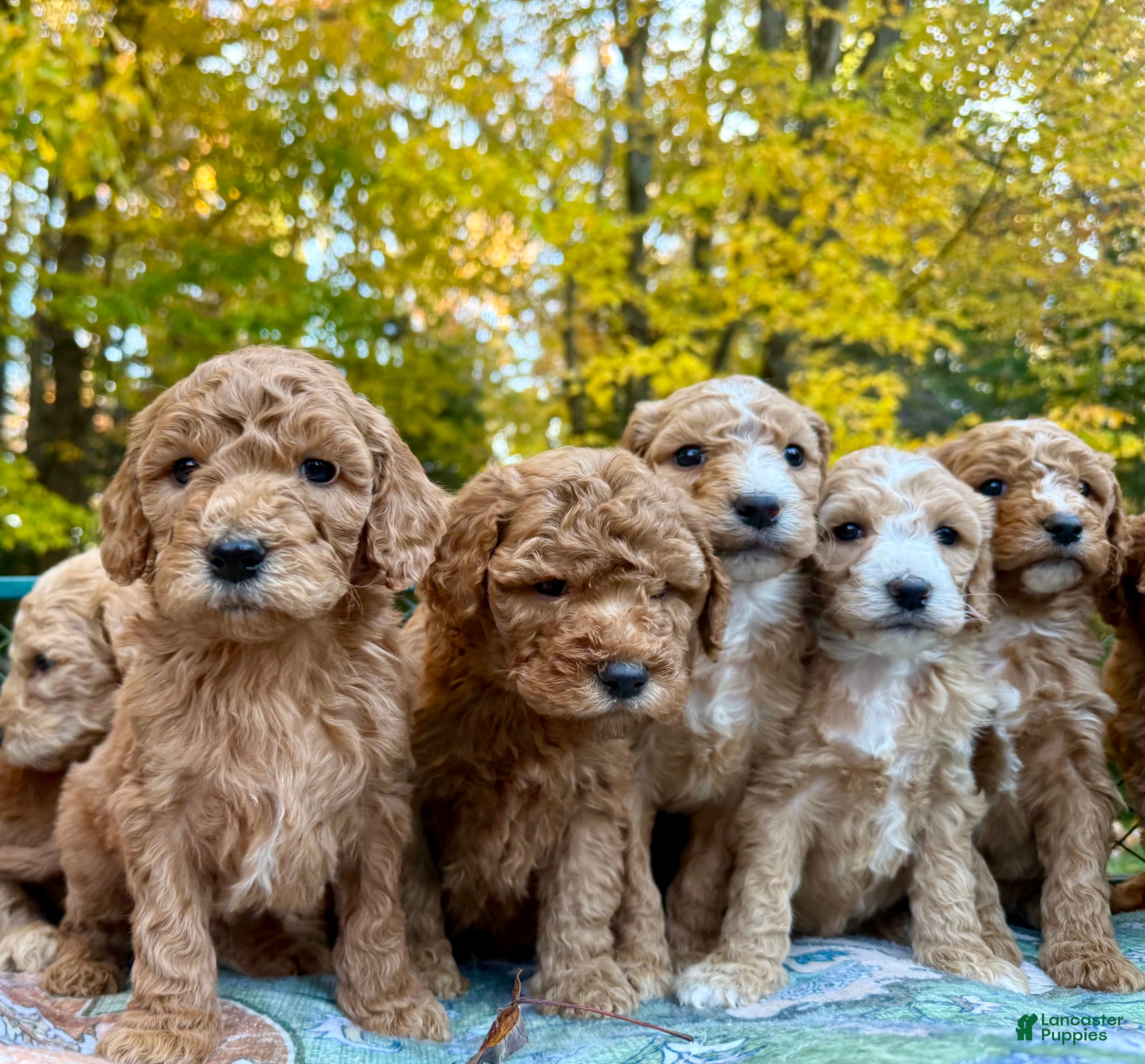 Standard Poodle dogs for sale: "Cypress" Point - Ad 17
