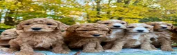 Standard Poodle dogs for sale: "Cypress" Point - Ad 1