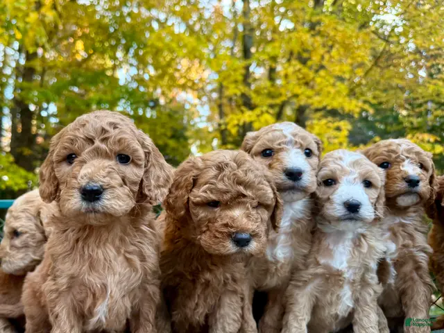 Standard Poodle dogs for sale: "Cypress" Point - Ad 17