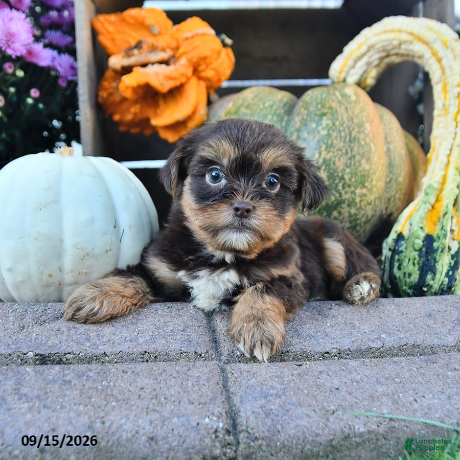 Shorkie dogs Debbie - Ad 1