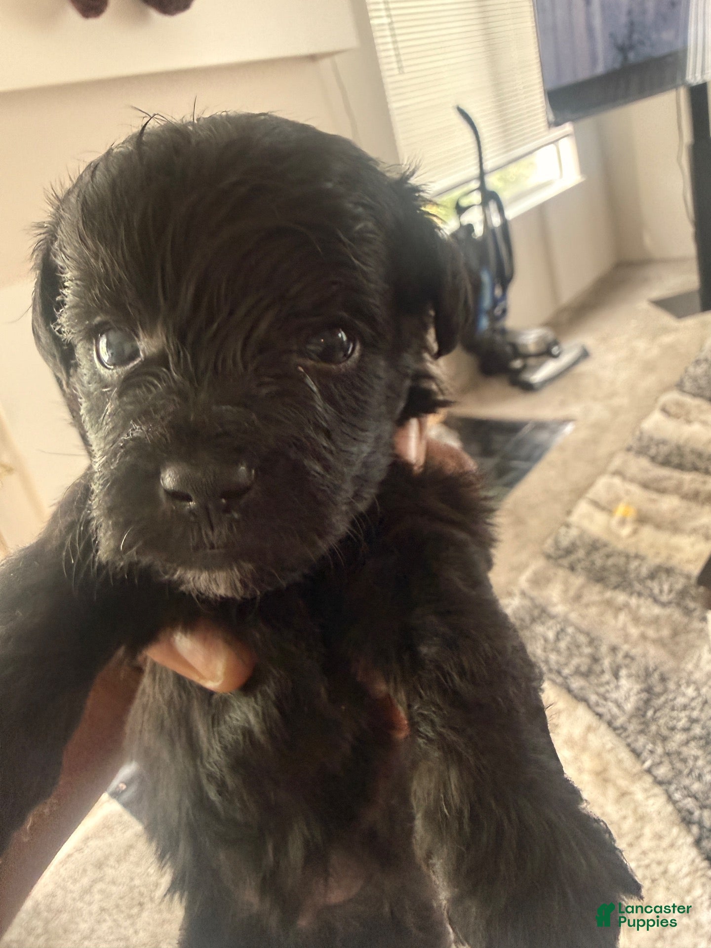 Yorkiepoo dogs Yorkiepoo 2 - Ad 24