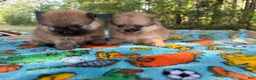 Pomeranian dogs for sale: Duke - Ad 19