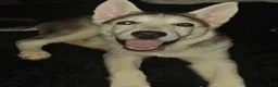 Gerberian Shepsky dogs for sale: sunny - Ad 4