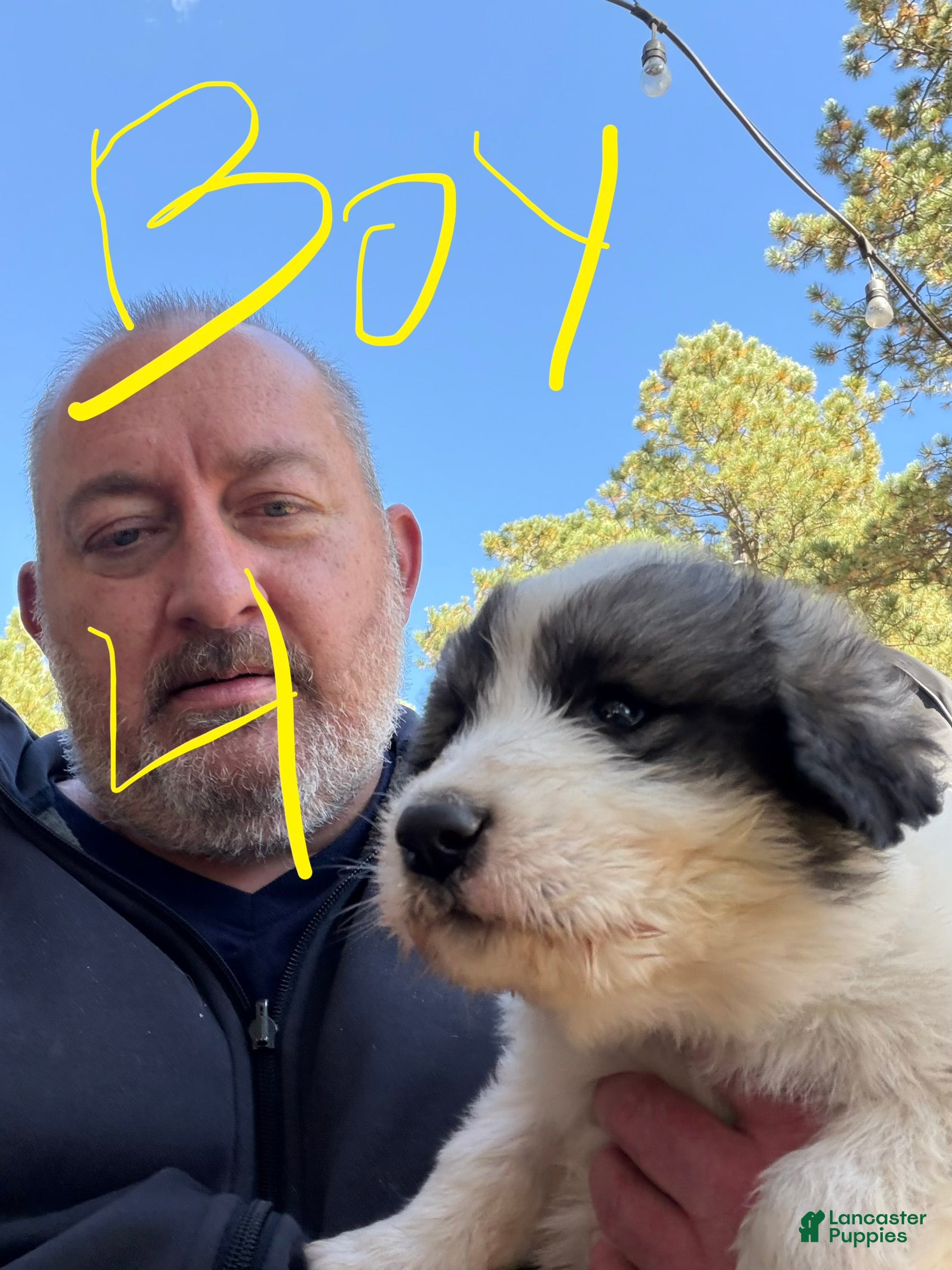 Mixed Breed dogs Boy 4 - Ad 2