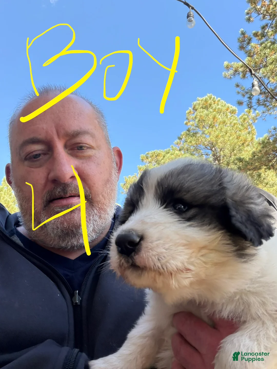 Mixed Breed dogs for sale: Boy 4 - Ad 2
