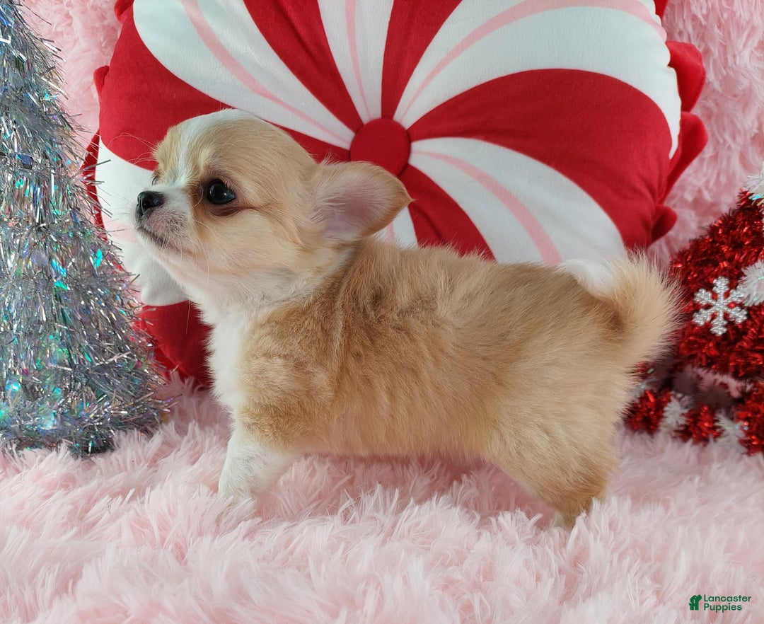 Chihuahua dogs for sale: Milly - Ad 5