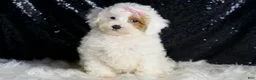 Toy Poodle dogs for sale: Gigi - Ad 3