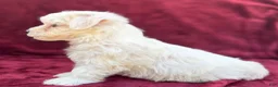 Maltese dogs for sale: Lolly - Ad 5