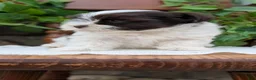 Havanese dogs for sale: Nala - Ad 4