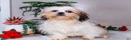 Shih Tzu dogs for sale: Keturah - Ad 2