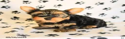 Yorkshire Terrier dogs for sale: Nolan - Ad 4
