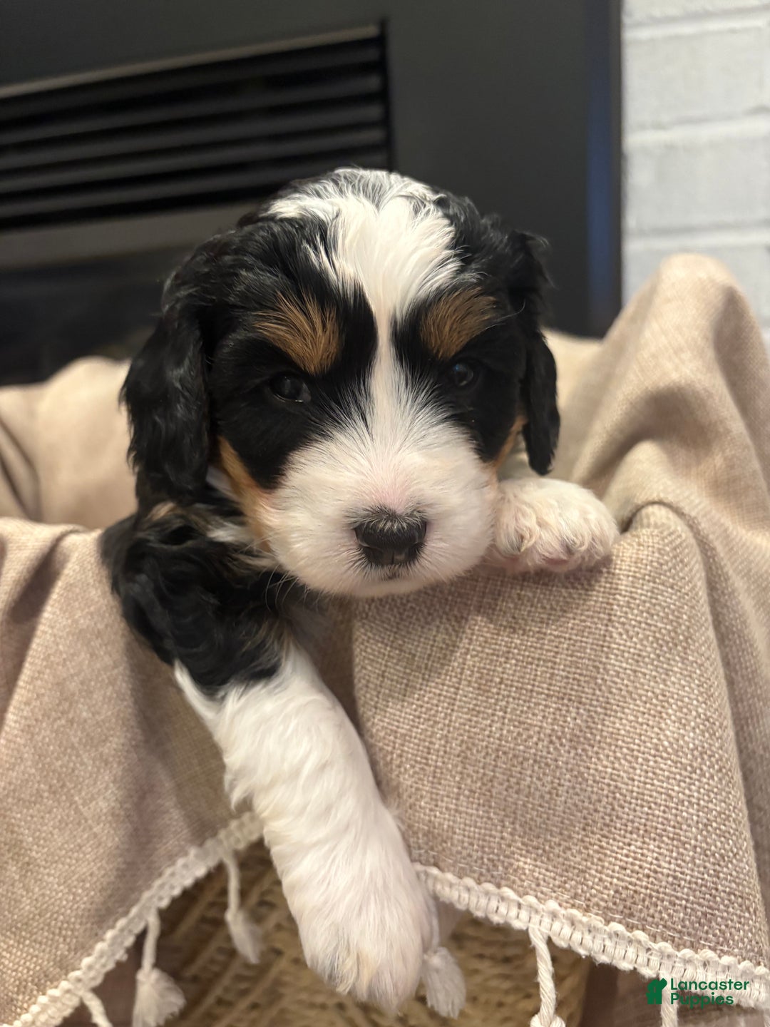 Mini Bernedoodle dogs for sale: Willow - Ad 2