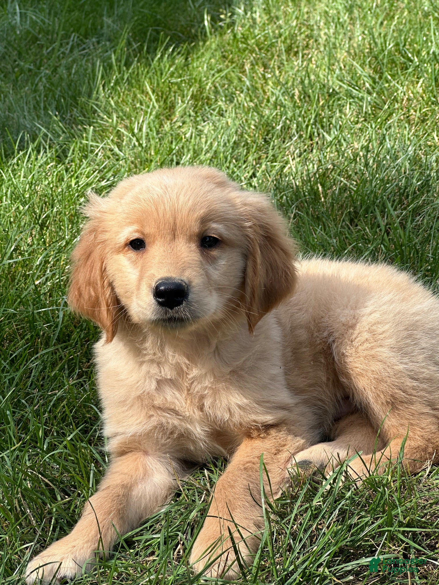 Golden Retriever dogs for sale: Golden Retriever 2 - Ad 4