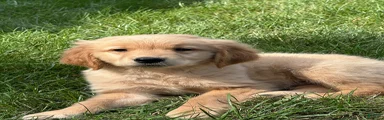 Golden Retriever 2