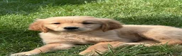 Golden Retriever dogs for sale: Golden Retriever 2 - Ad 1