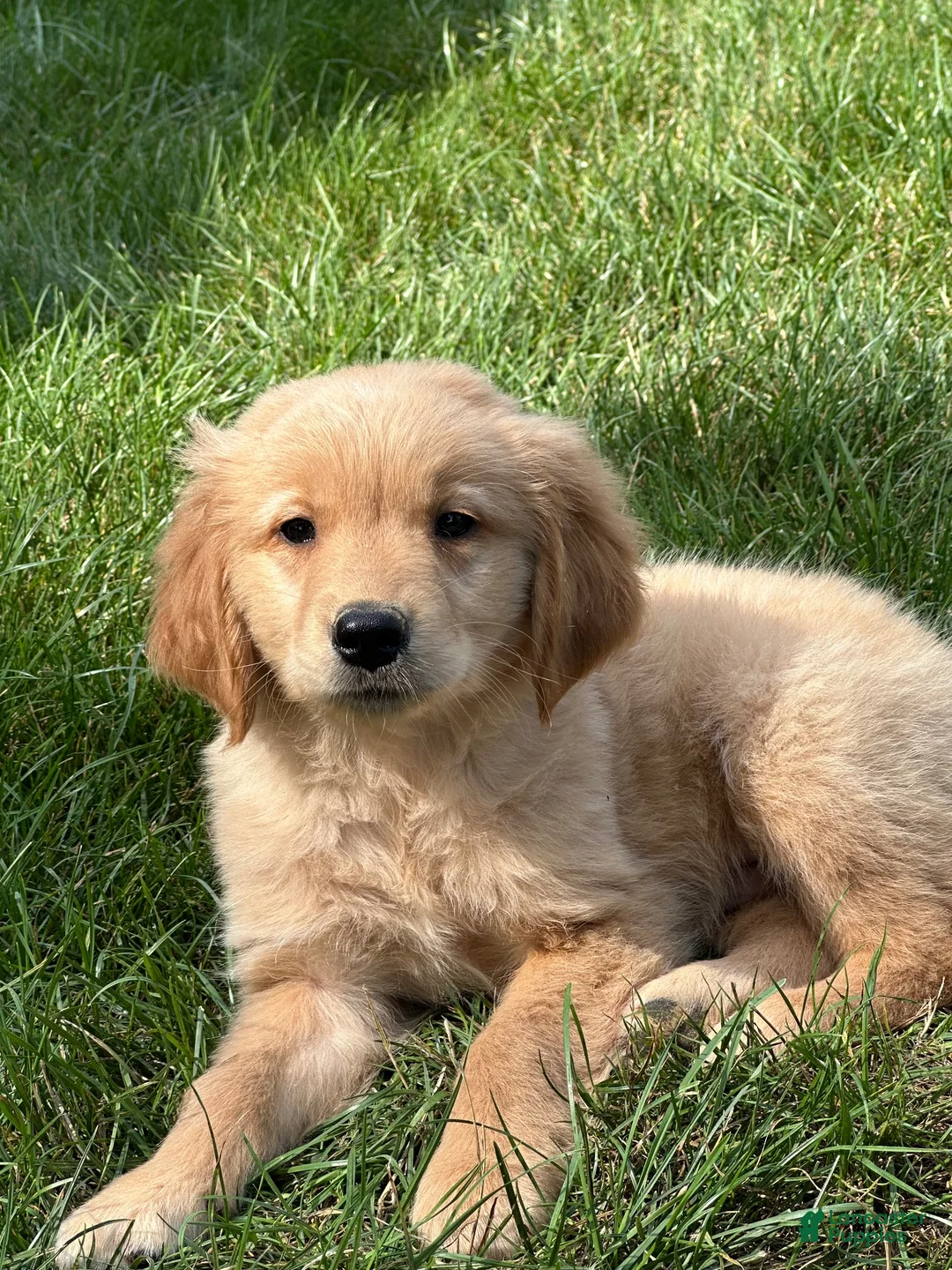 Golden Retriever dogs for sale: Golden Retriever 2 - Ad 1