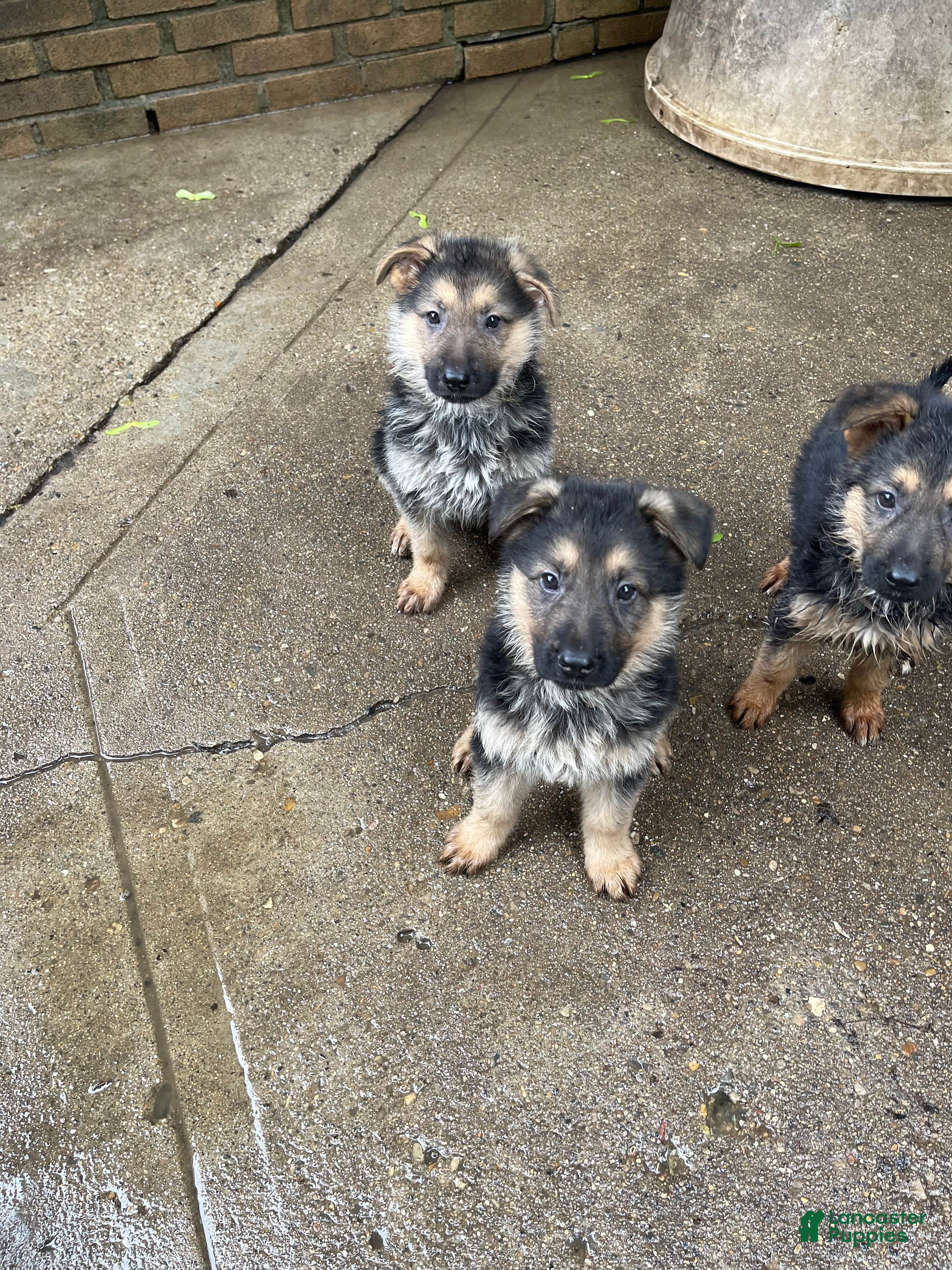 German Shepherd dogs Mighty max - Ad 27