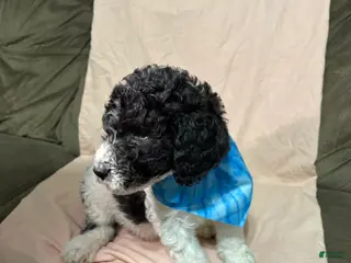 Standard Poodle dogs Standard Poodle Puppy 9 - Ad 40