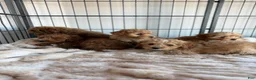 Maltipoo dogs for sale: Toby - Ad 6
