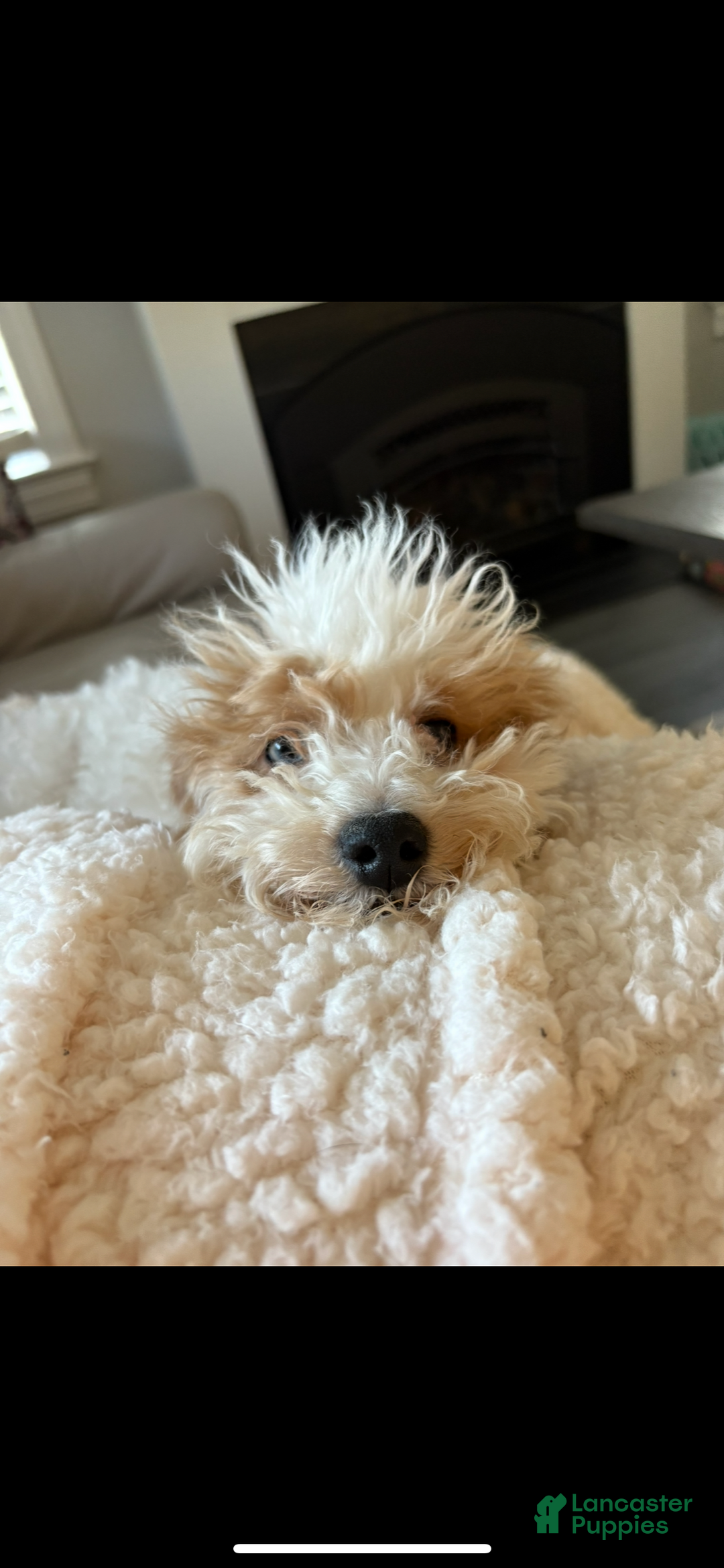 Mixed Breed dogs for sale: Ange - Ad 4