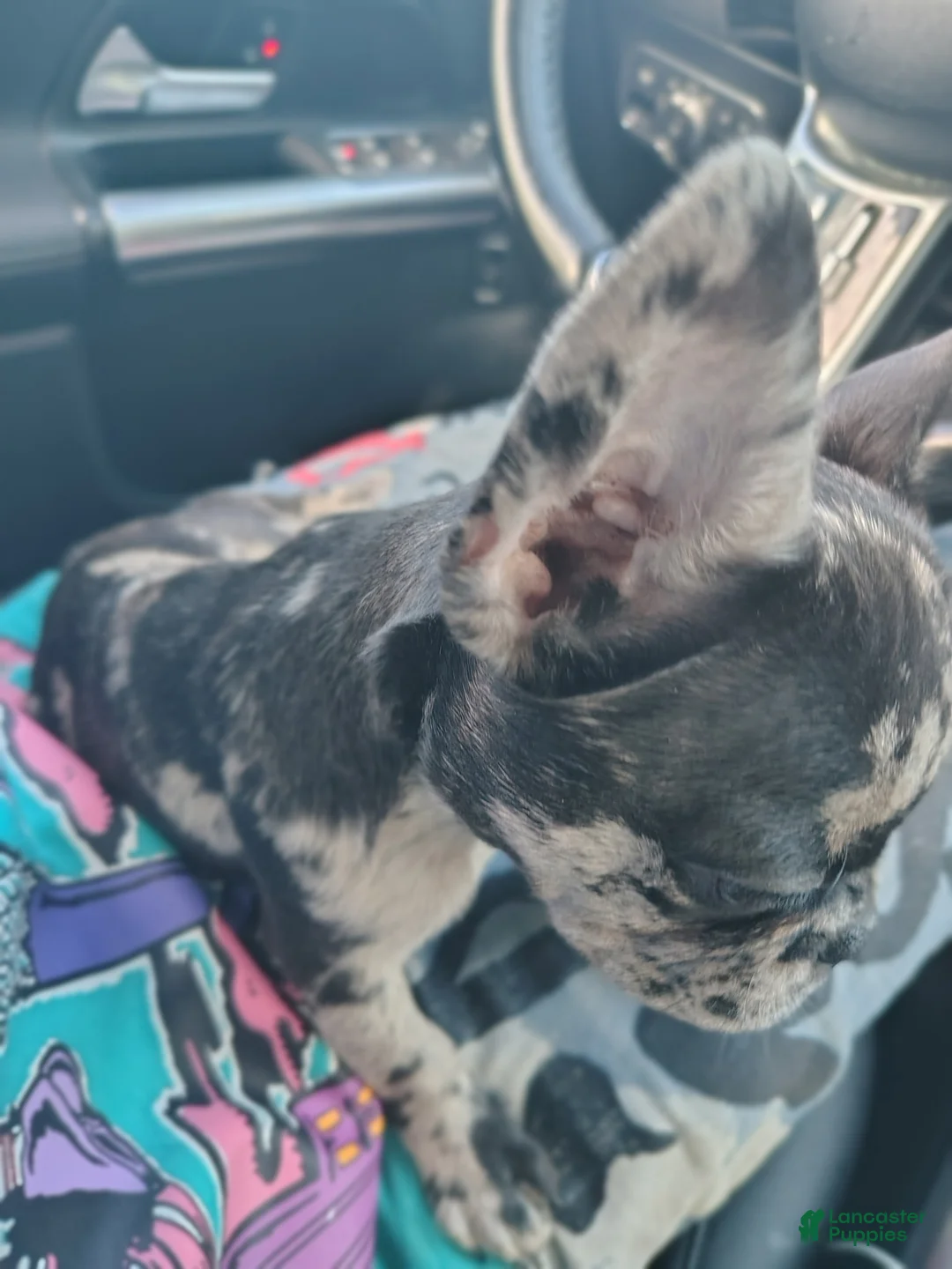 French Bulldog dogs for sale: Cocoa Puff - Ad 1