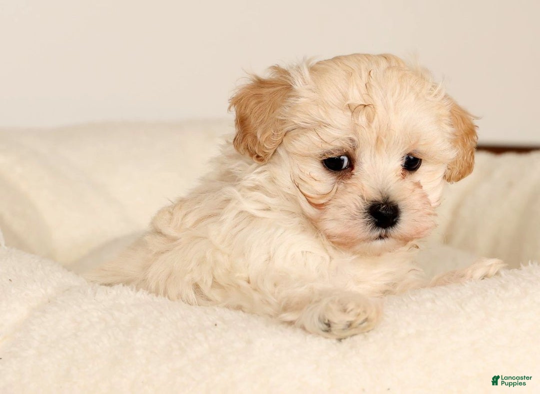 Maltipoo dogs for sale: Danny - Ad 7