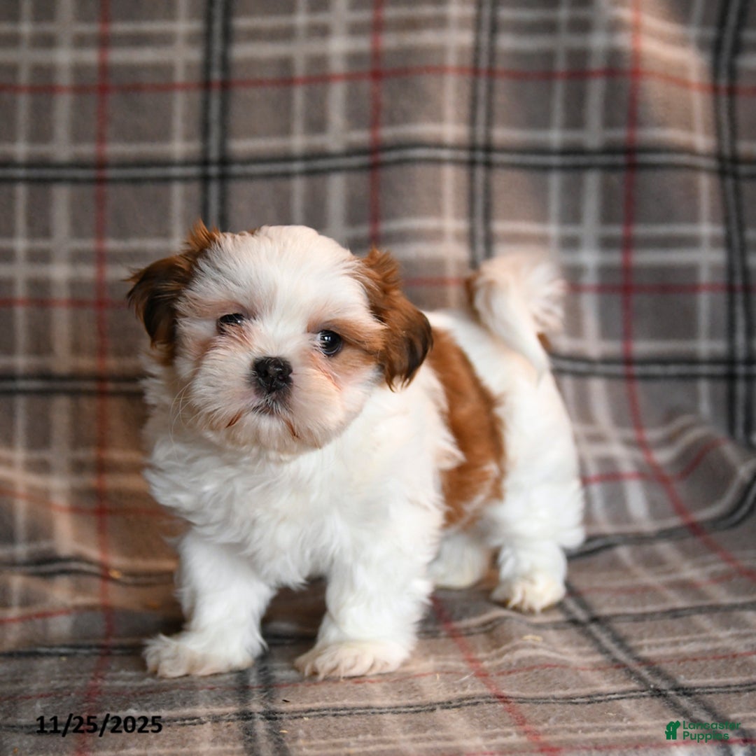 Shih Tzu dogs for sale: Hunter - Ad 1